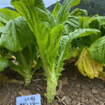 棒菜薄皮大棒棒菜新鲜蔬菜