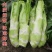 棒菜薄皮大棒棒菜新鲜蔬菜