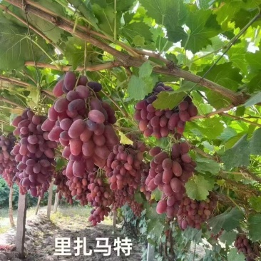 里扎马特葡萄