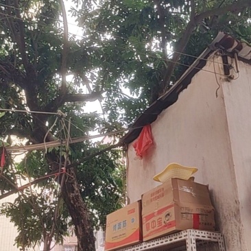 卖老荔枝树