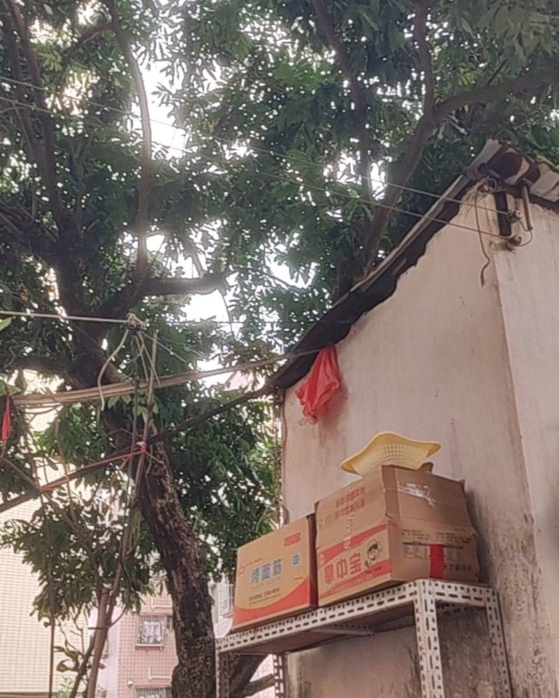 卖老荔枝树