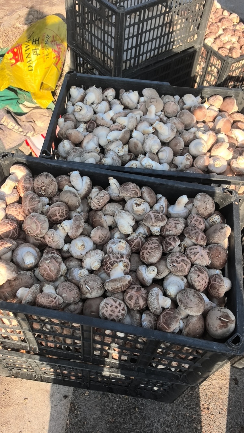 鲜香菇