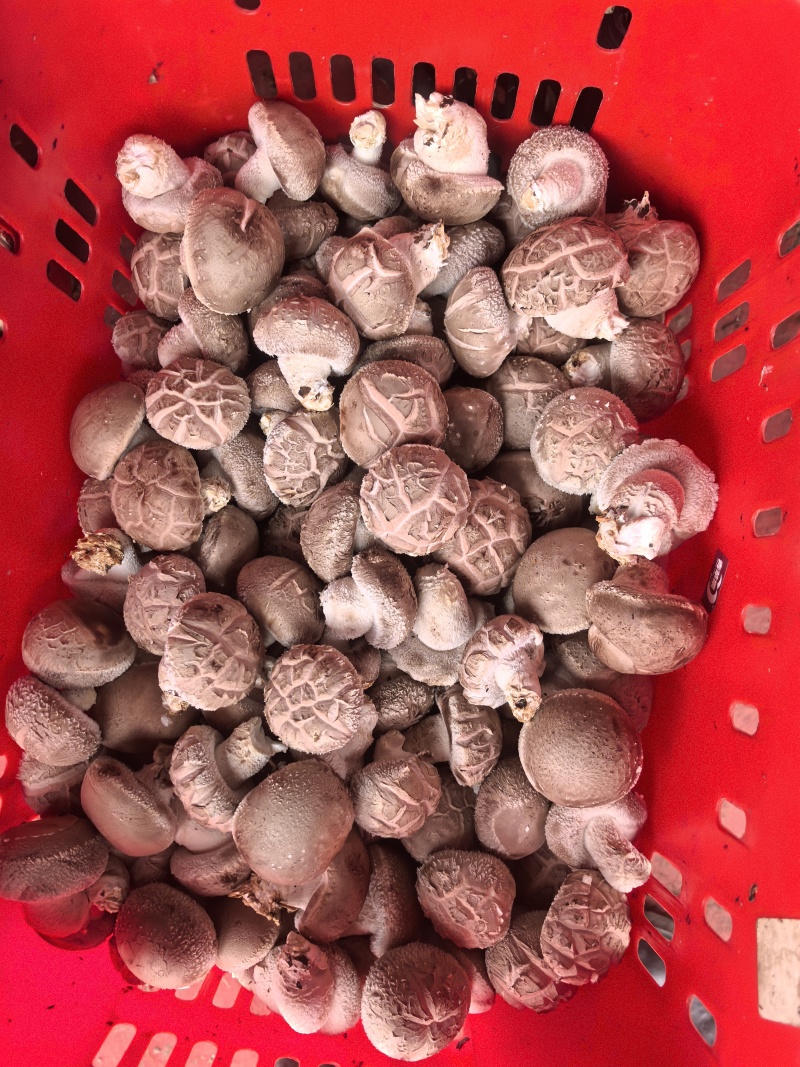 鲜香菇