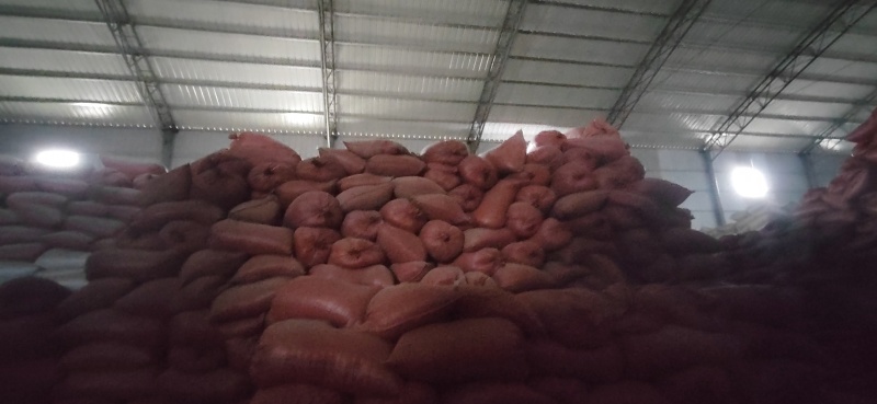 小白葱洋葱干
