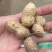 河南花豫25花生