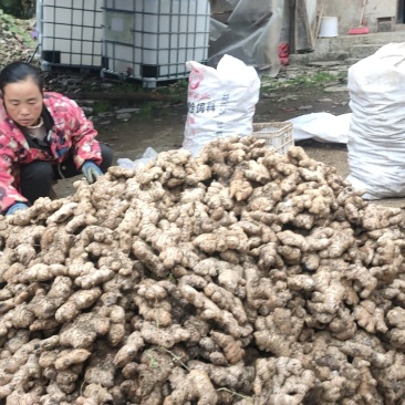 贵州小黄姜