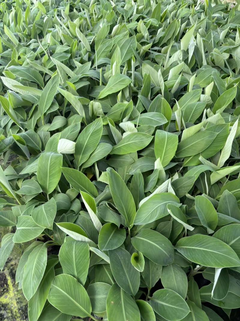 香蕉苗、粉蕉苗