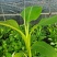 香蕉苗、粉蕉苗