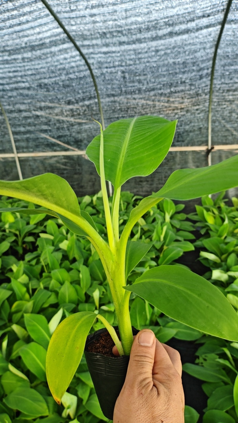 香蕉苗、粉蕉苗
