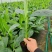 香蕉苗、粉蕉苗