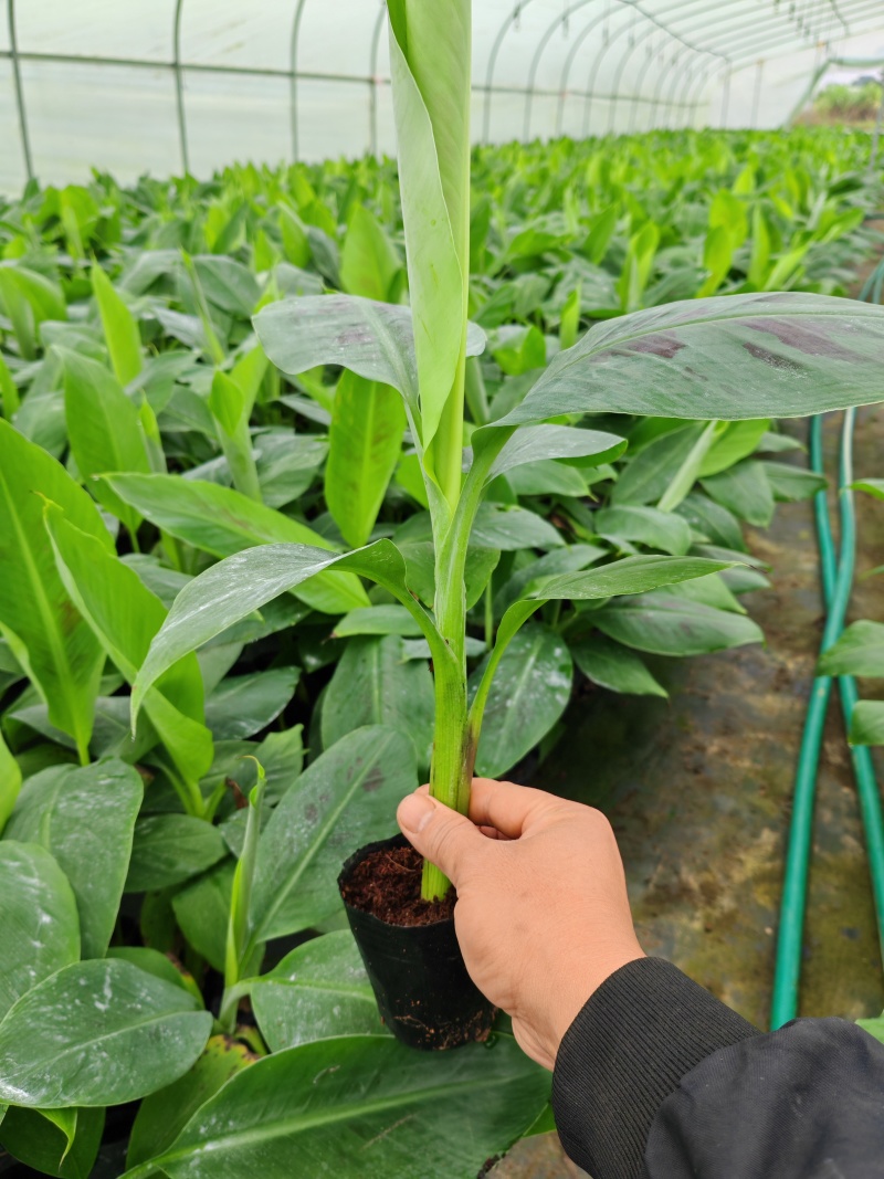 香蕉苗、粉蕉苗