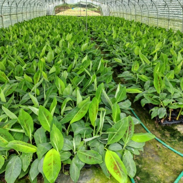 香蕉苗、粉蕉苗