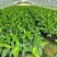 香蕉苗、粉蕉苗