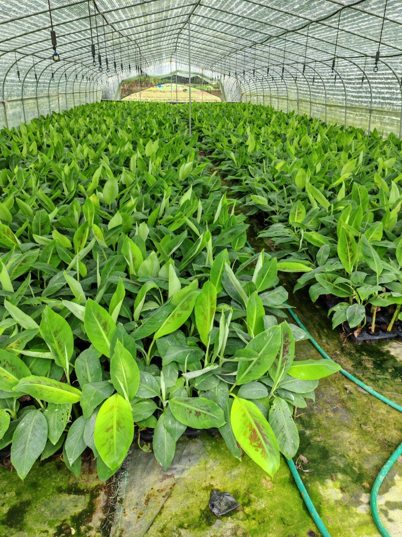 香蕉苗、粉蕉苗