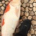 锦鲤