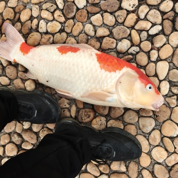 锦鲤