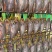 荆门十里铺风干之乡。风干腊货