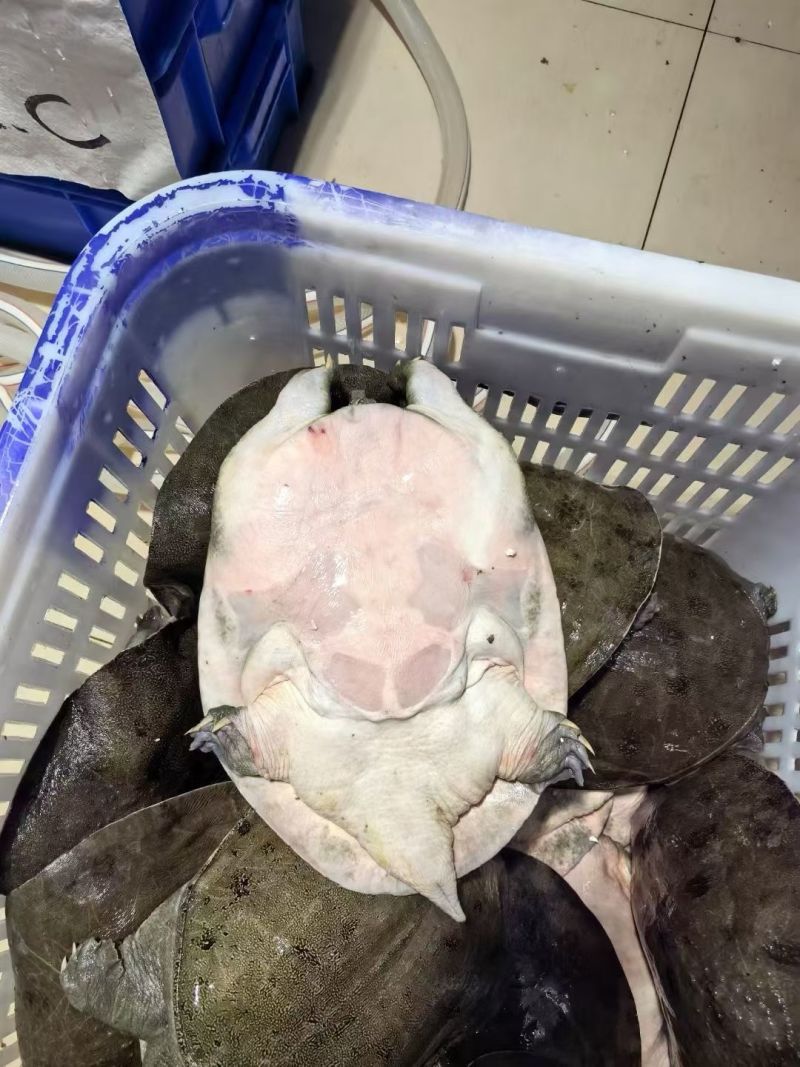 湖南常德甲鱼