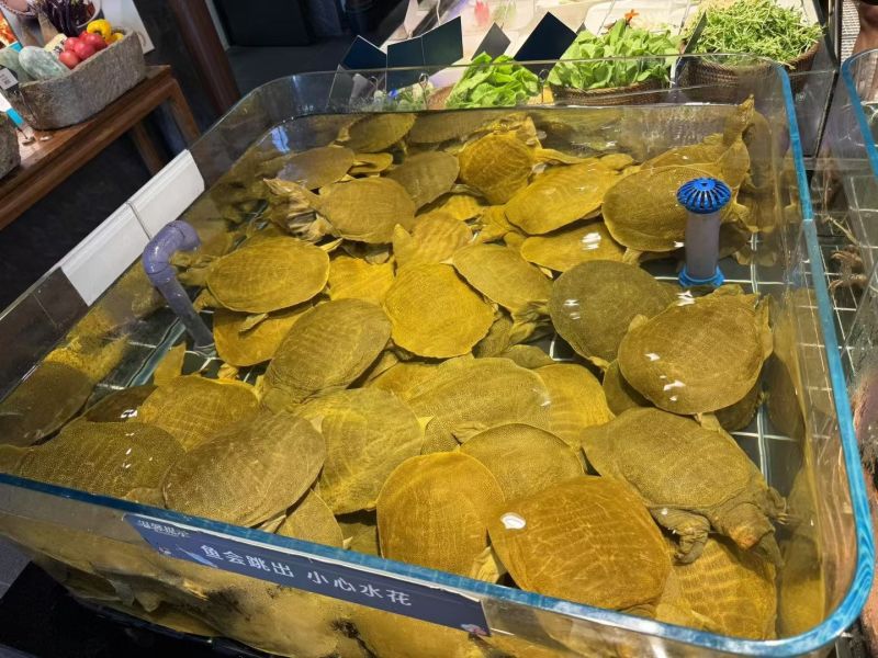 湖南常德甲鱼