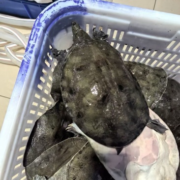 湖南常德甲鱼