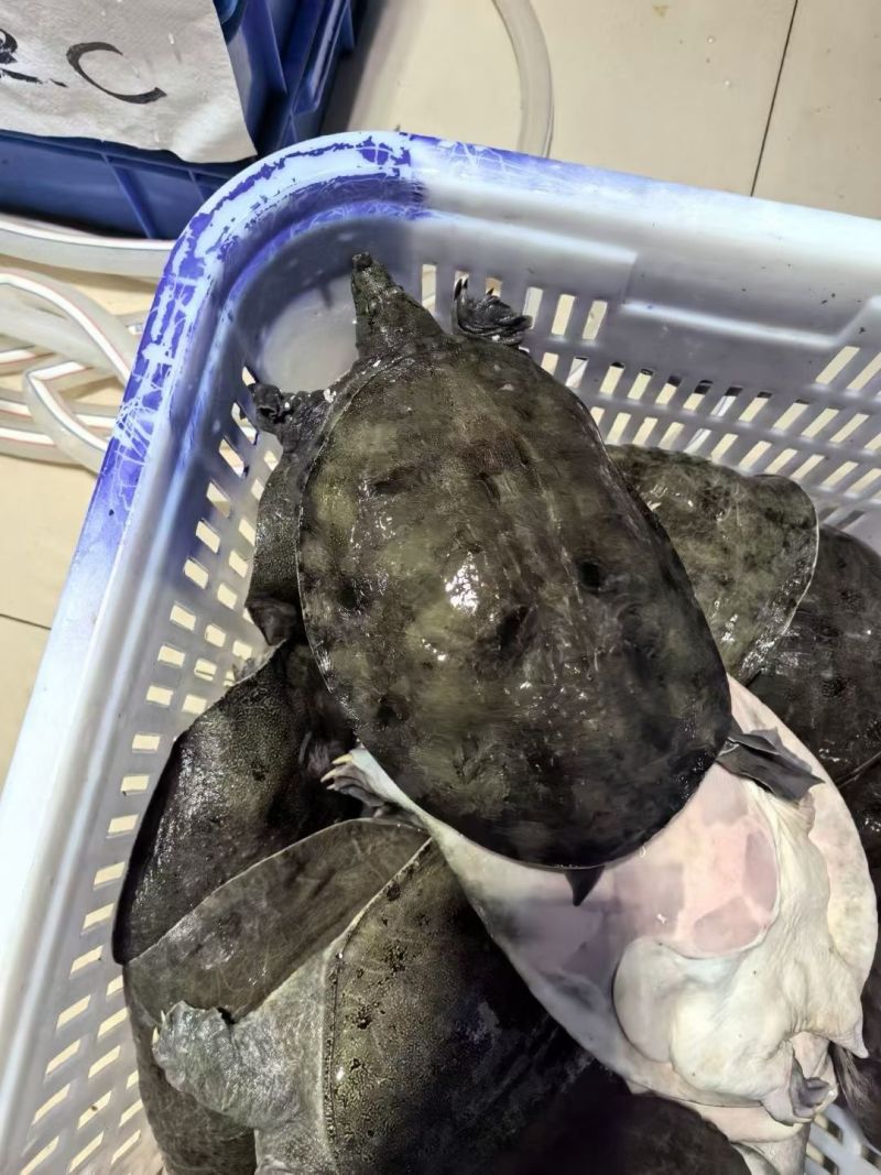 湖南常德甲鱼