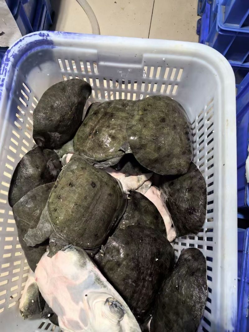 湖南常德甲鱼