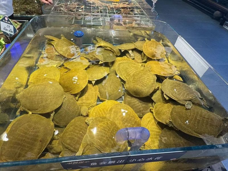 湖南常德甲鱼