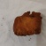 鸡黄，《常称鸡宝》出自于四川大凉山彝族自治州