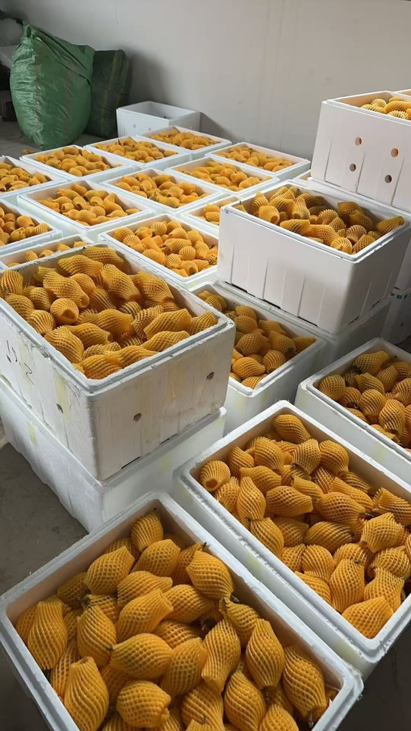 云南西双版纳热情果哥伦比亚热情果一件代发供应链