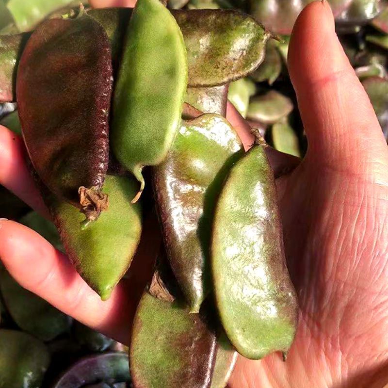 新鲜红扁豆紫边扁豆新鲜豆角峨眉豆无筋豆时令蔬菜扁豆荚猪耳朵