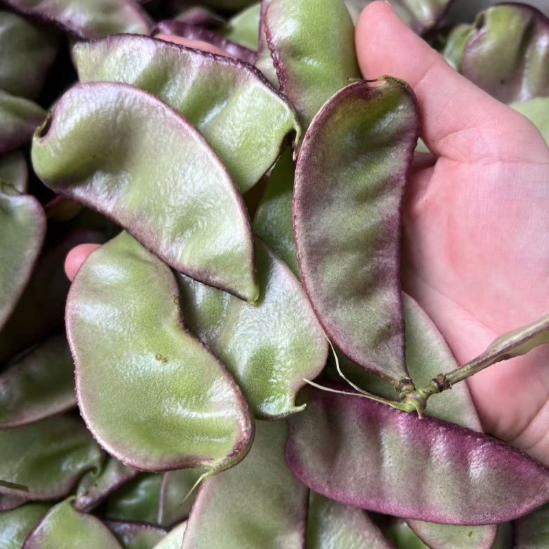 新鲜红扁豆紫边扁豆新鲜豆角峨眉豆无筋豆时令蔬菜扁豆荚猪耳朵