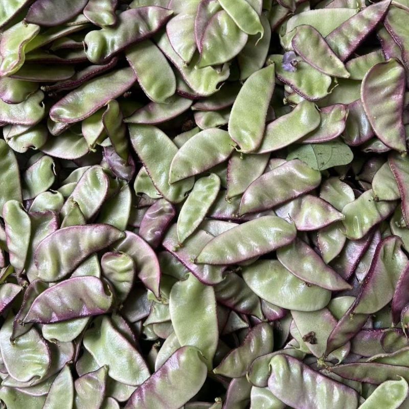 新鲜红扁豆紫边扁豆新鲜豆角峨眉豆无筋豆时令蔬菜扁豆荚猪耳朵