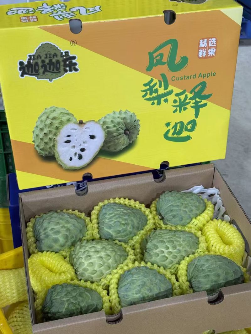 凤梨释迦