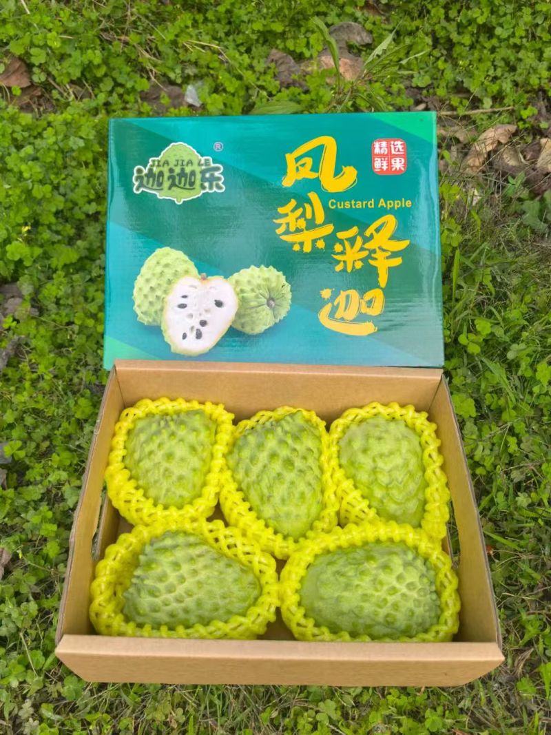 凤梨释迦