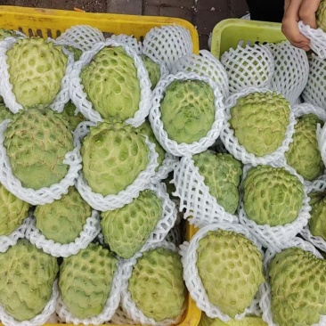 凤梨释迦