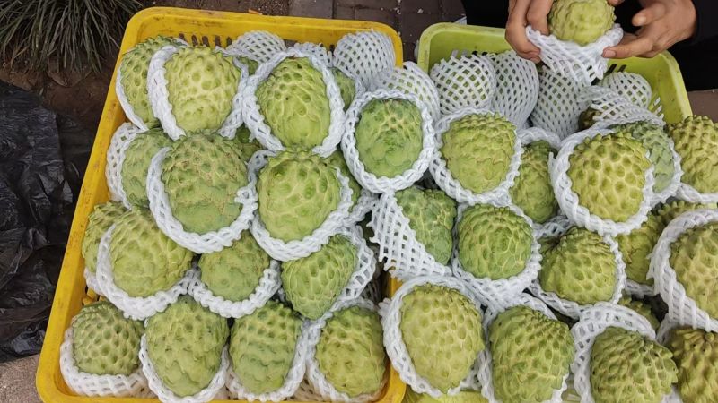 凤梨释迦