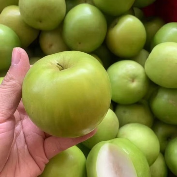 西双版纳苹果枣价格美丽