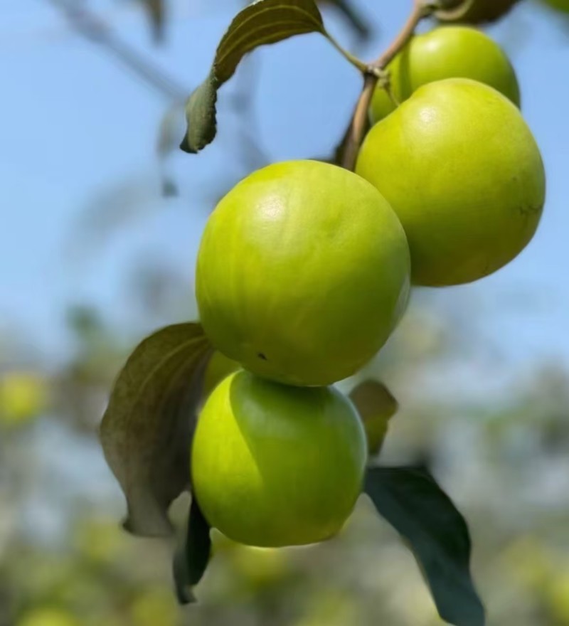 西双版纳苹果枣价格美丽