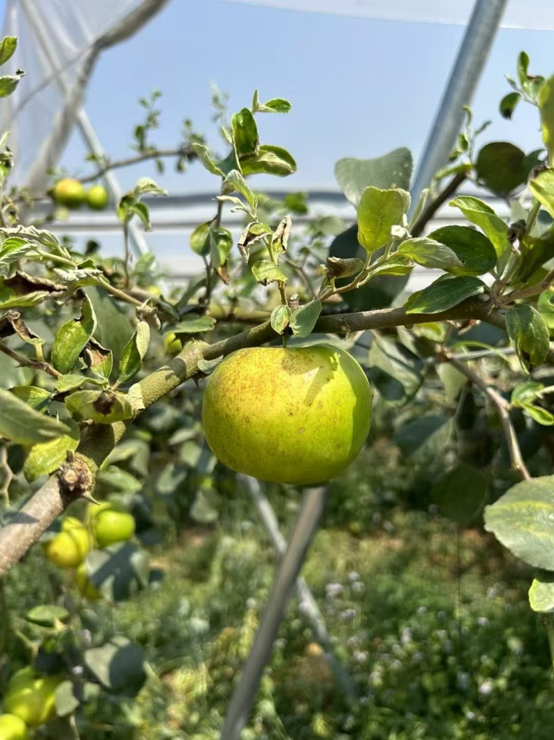 西双版纳苹果枣价格美丽