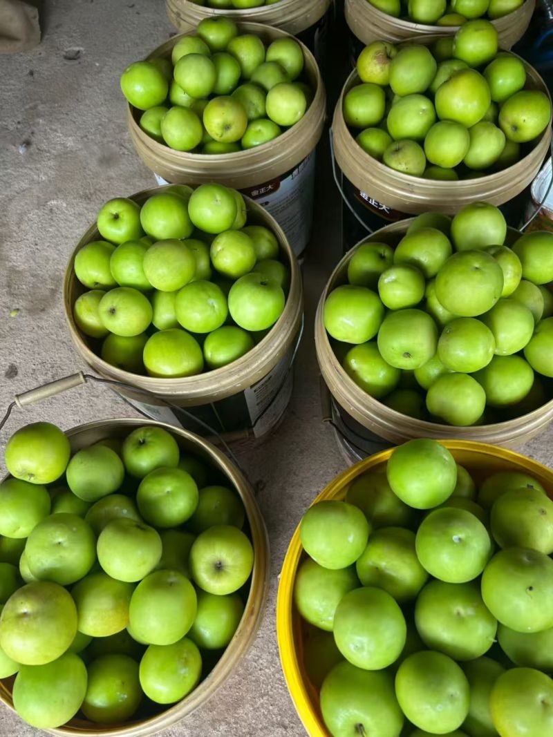 西双版纳苹果枣价格美丽