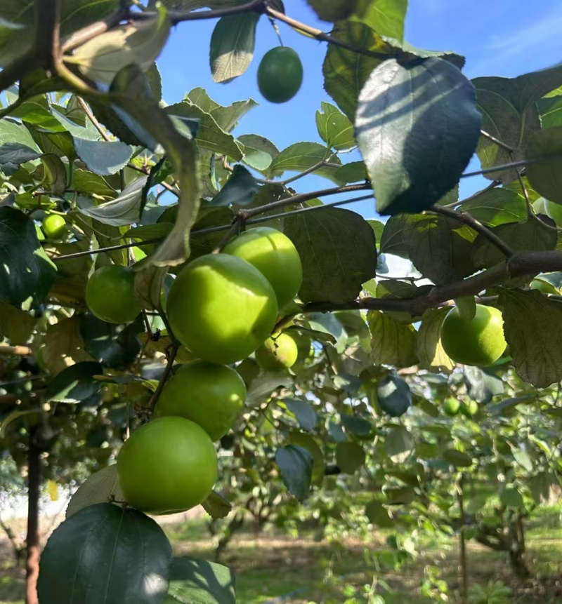 西双版纳苹果枣价格美丽