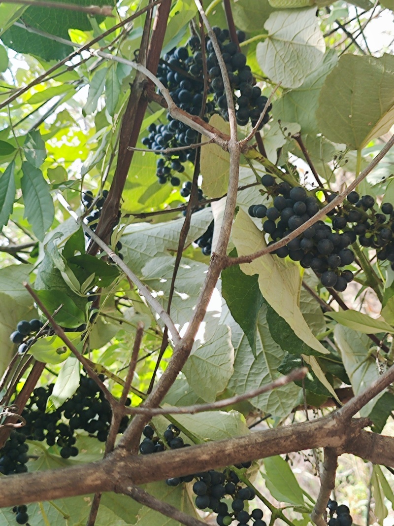 河南白云山自酿山葡萄酒