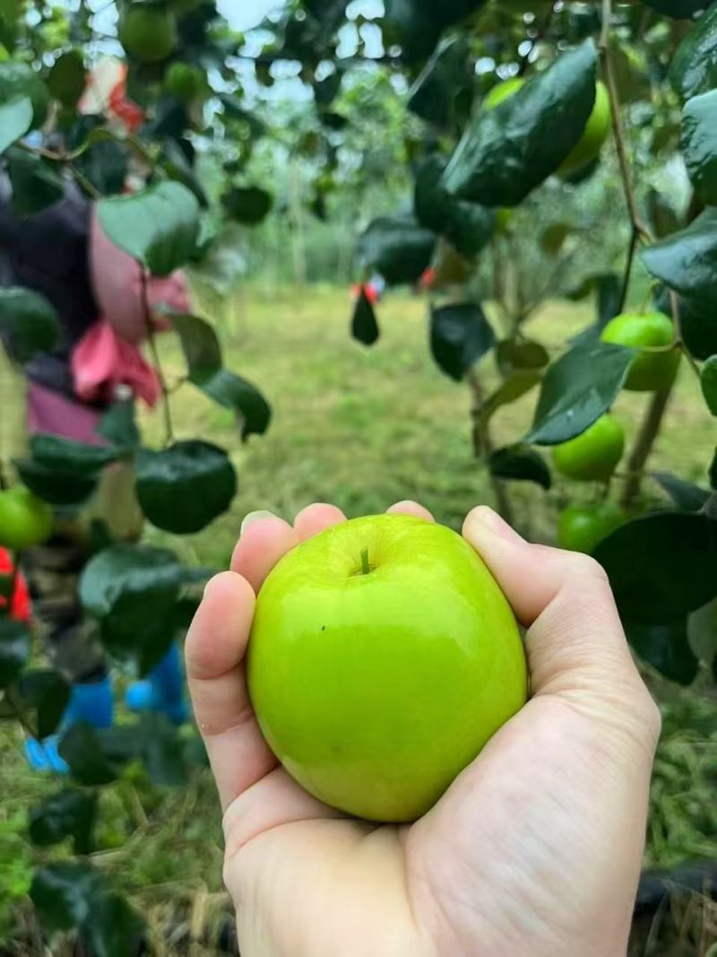 云南西双版纳苹果枣