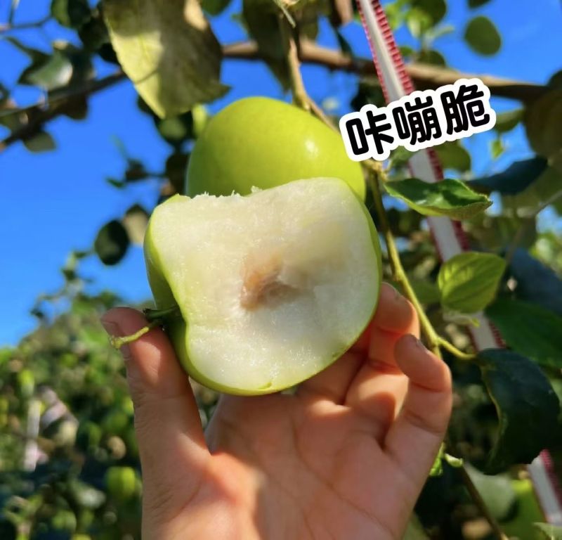 云南西双版纳苹果枣