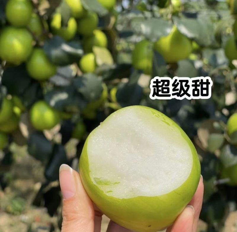 云南西双版纳苹果枣