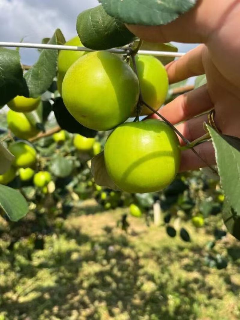 云南西双版纳苹果枣
