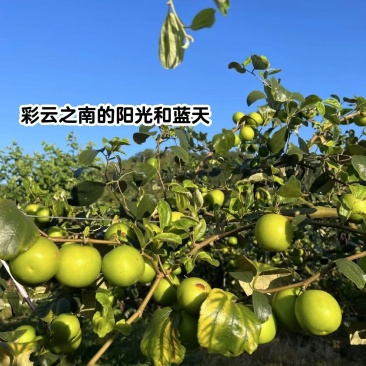 云南西双版纳苹果枣
