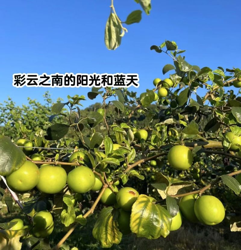 云南西双版纳苹果枣