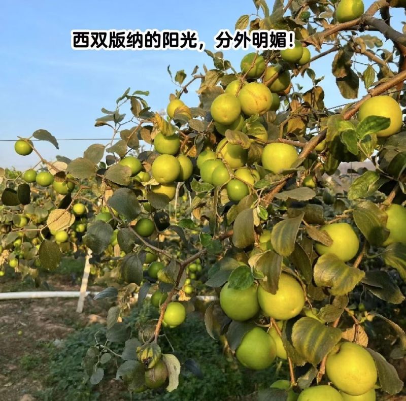 云南西双版纳苹果枣
