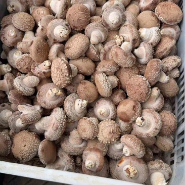 鲜香菇精品一级货